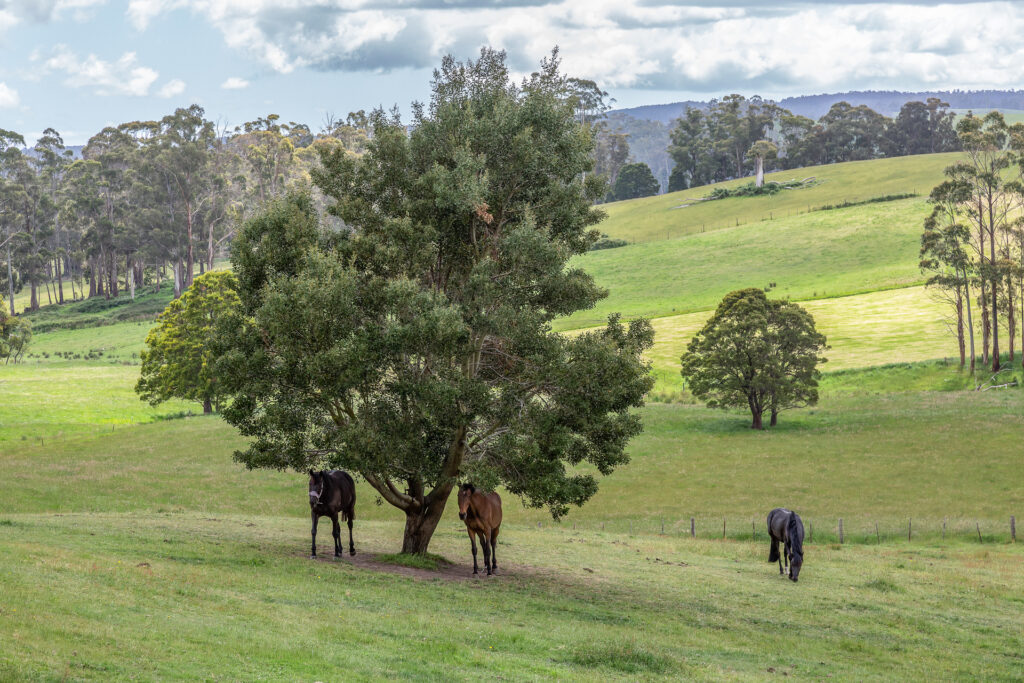 Sold - 127 Waddles Road - New Property in Karoola - Real Estate by Josh Hart