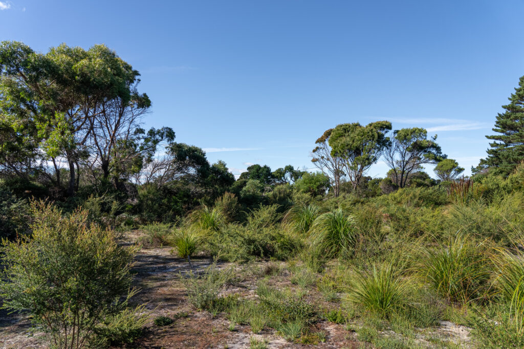 Sold - 3/1 Vince Lane - New Property in Binalong Bay - Real Estate by Josh Hart