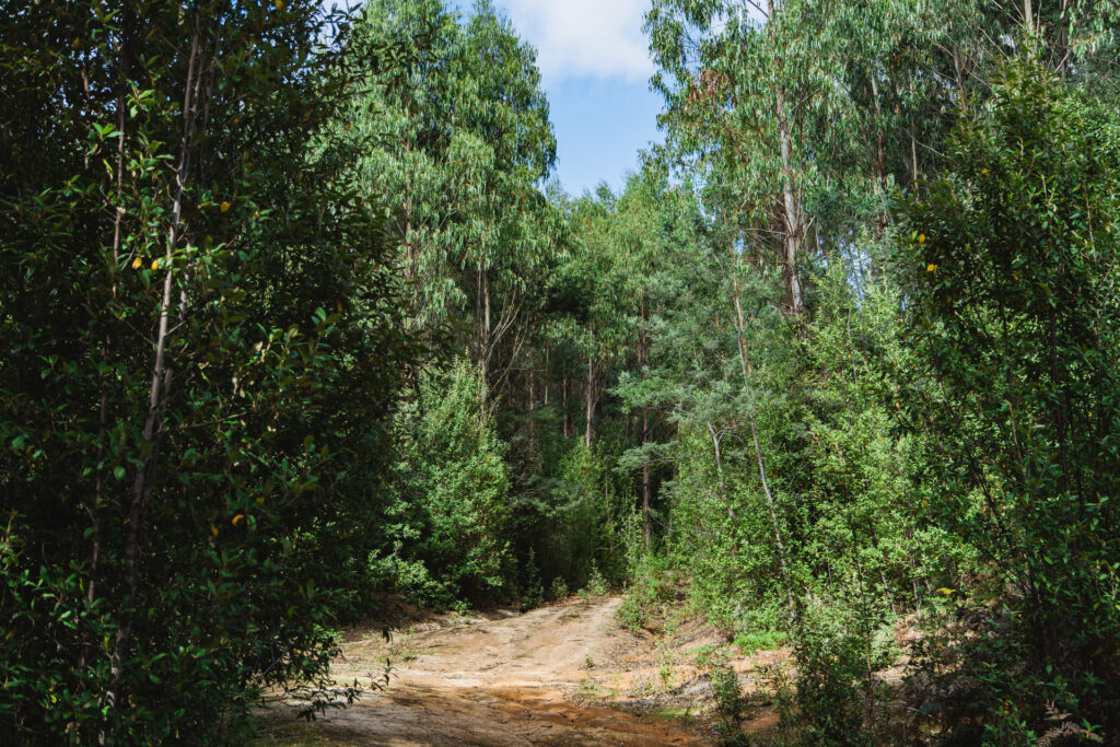 Sold - 281 Carins Road - New Property in Blumont - Real Estate by Josh Hart